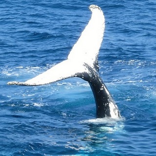 niebieski-wieloryb-co-to-jest (7)