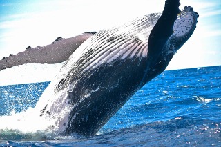 niebieski-wieloryb-co-to-jest (1)