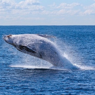 niebieski-wieloryb-co-to-jest (2)