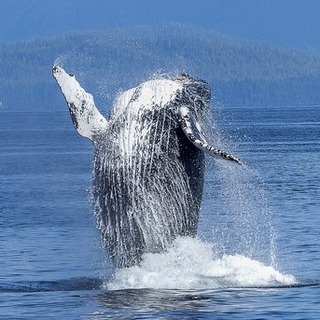 niebieski-wieloryb-co-to-jest (4)