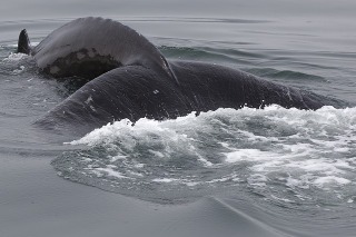 niebieski-wieloryb-co-to-jest (5)