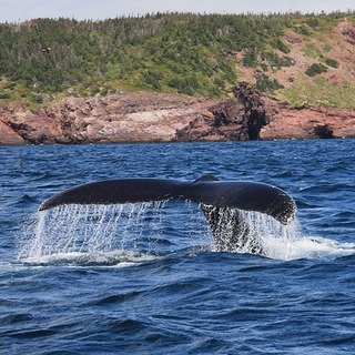 niebieski-wieloryb-co-to-jest (8)