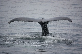 niebieski-wieloryb-co-to-jest (9)